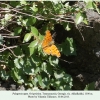 polygonia egea daghestan oviposition 1